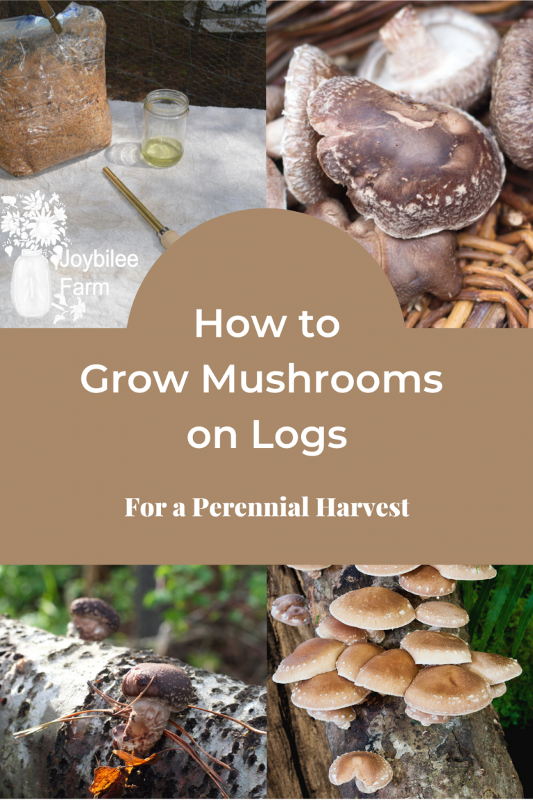 How To Grow Mushrooms On Logs So You Can Have A Perennial Harvest