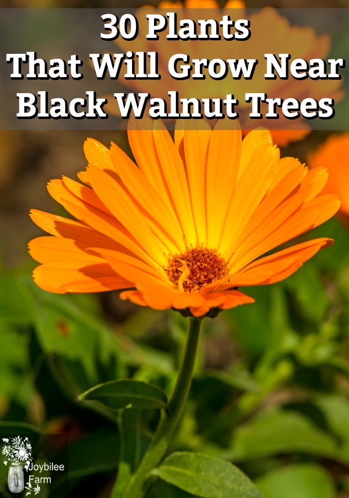 30 Plants That Will Grow Near Black Walnut Trees In Zone 3 Joybilee