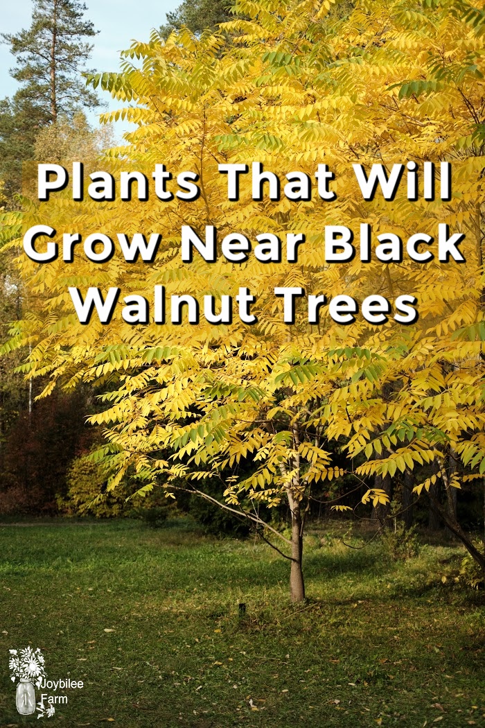 30 Plants That Will Grow Near Black Walnut Trees In Zone 3 Joybilee