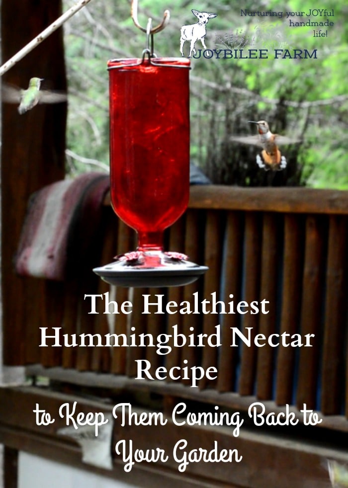 The Healthiest Hummingbird Nectar Recipe