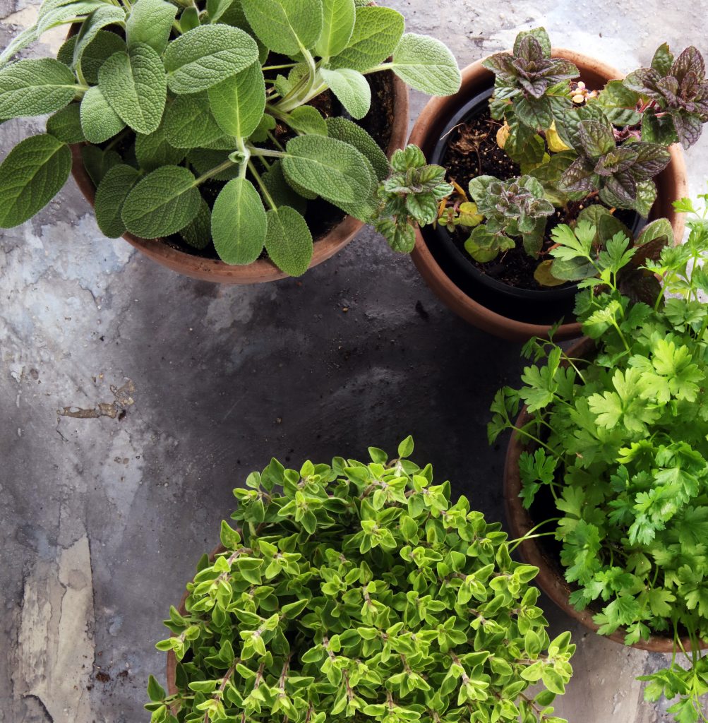 7 Creative Herb Garden Ideas For Growing Herbs In Containers