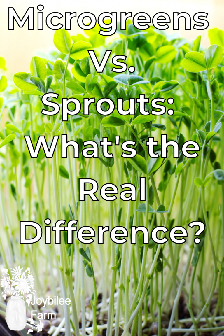 Microgreens Vs Sprouts What S The Real Difference Joybilee Farm