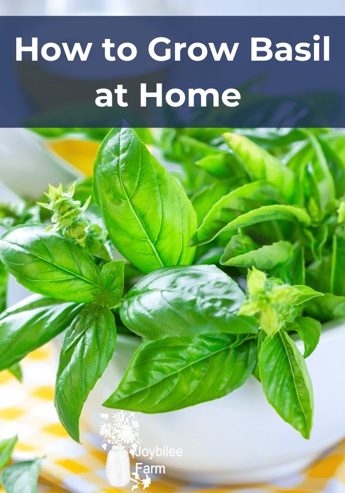 How To Grow Basil At Home For Food And Medicine Joybilee Farm