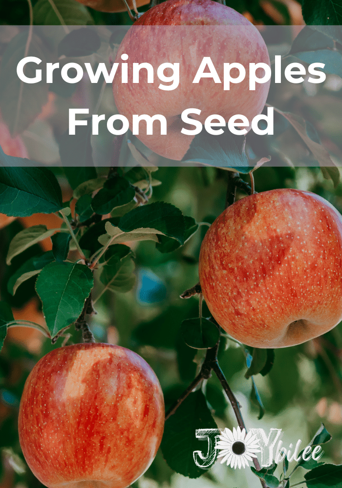 Growing Apples From Seed Joybilee Farm Diy Herbs Gardening