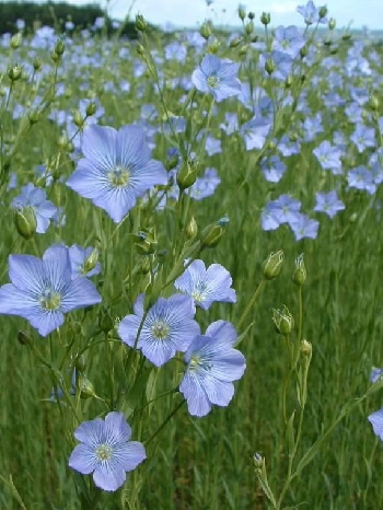 Flax plasters, compresses, cold relief, and omega 3:  The benefits of Flax