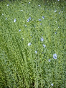 Flax flowers