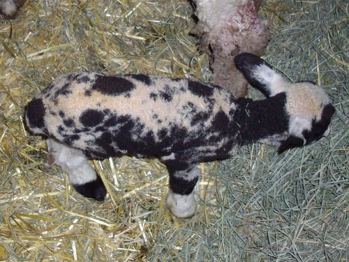 baby lamb