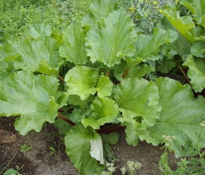 10 Tips for Growing Vegetables Where it’s Difficult to Grow