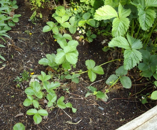 strawberries in raised beds and weeded