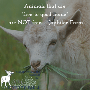 Animals that are free to a good home are never free. Avoid the top homestead mistakes and build a thriving homestead.