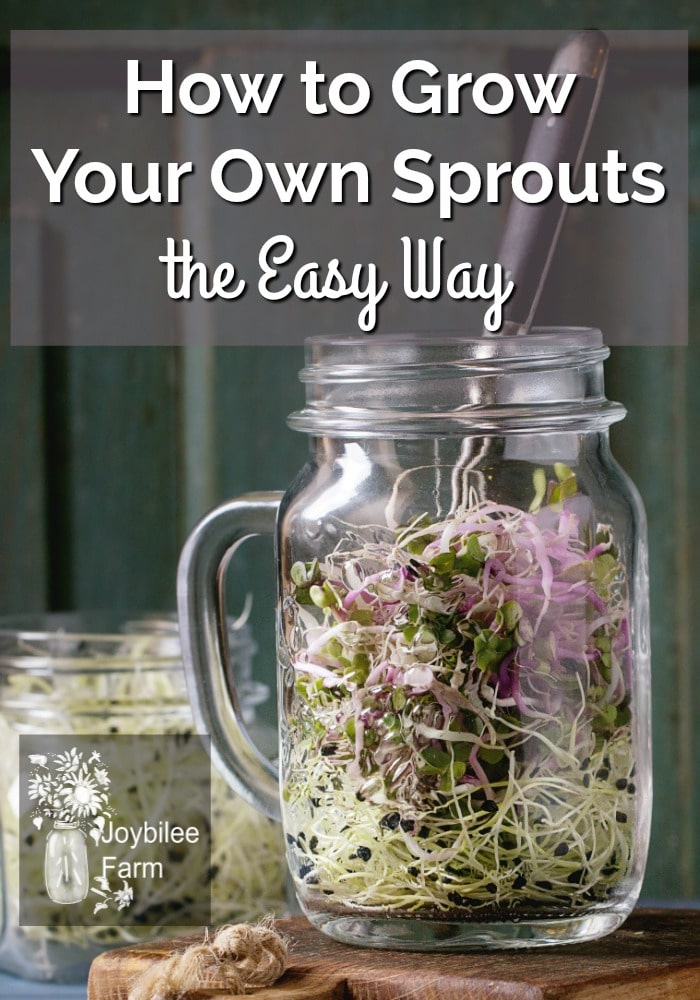 sprouts in a jar mug with a serving utensil with the text "how to grow your own sprouts the easy way"