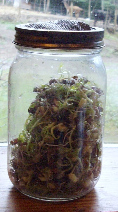 azuki bean sprouts on a window sill - how to grow sprouts on your windowsill