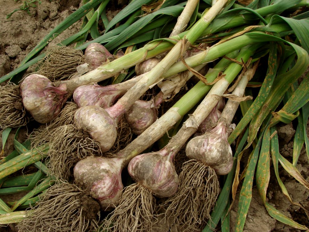garlic fresh from the garden