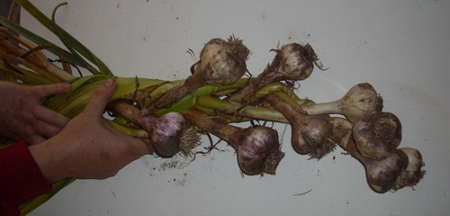 Preserving garlic by braiding