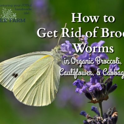 How to Get Rid of Broccoli Worms in Organic Broccoli, Cauliflower, & Cabbage