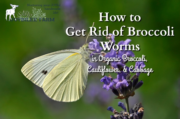 Broccoli worms are a reality if you grow organic broccoli, cauliflower, or cabbage. Here's how to clean the produce so you don't serve broccoli worms for dinner.