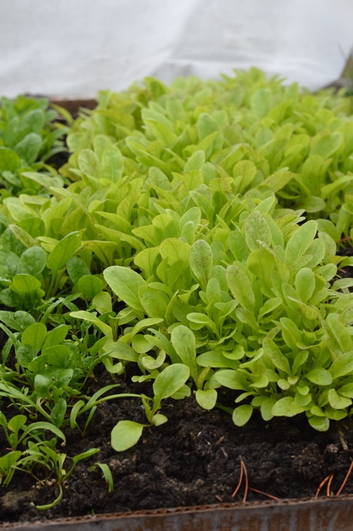 raised bed with lettuce