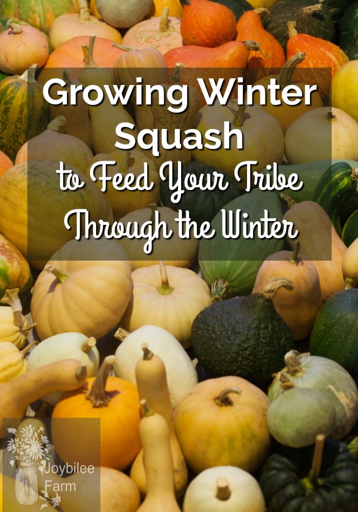 Assorted white, yellow, orange and green squash, with overlay text "growing winter squash to feed your tribe throughout the winter"