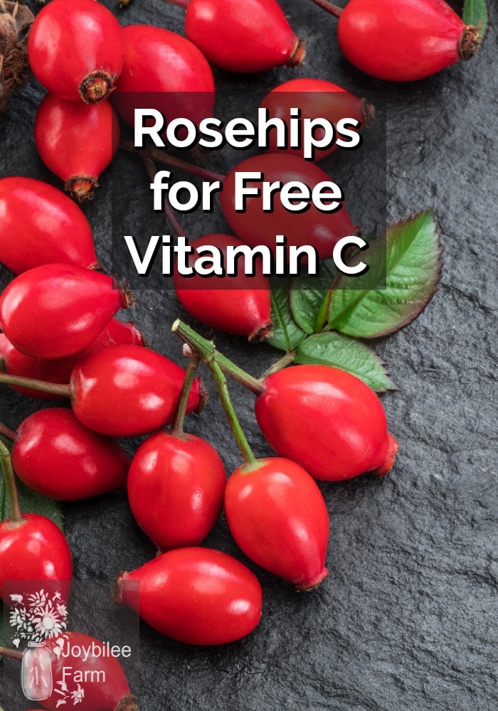 Rosehips for Free Vitamin C