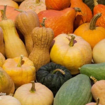 Growing Squash to Feed Your Tribe Through the Winter