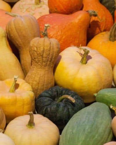 The squash plant is easy to grow. With proper pollination, it can feed your tribe all winter, and provide seeds for the next season. Learn how to do it.