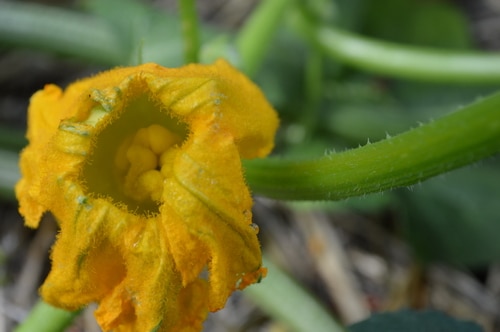 a female squash flower