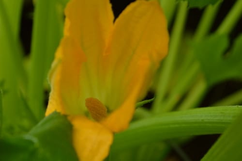 a male squash flower