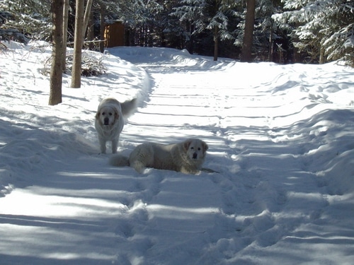 winter dogs 2