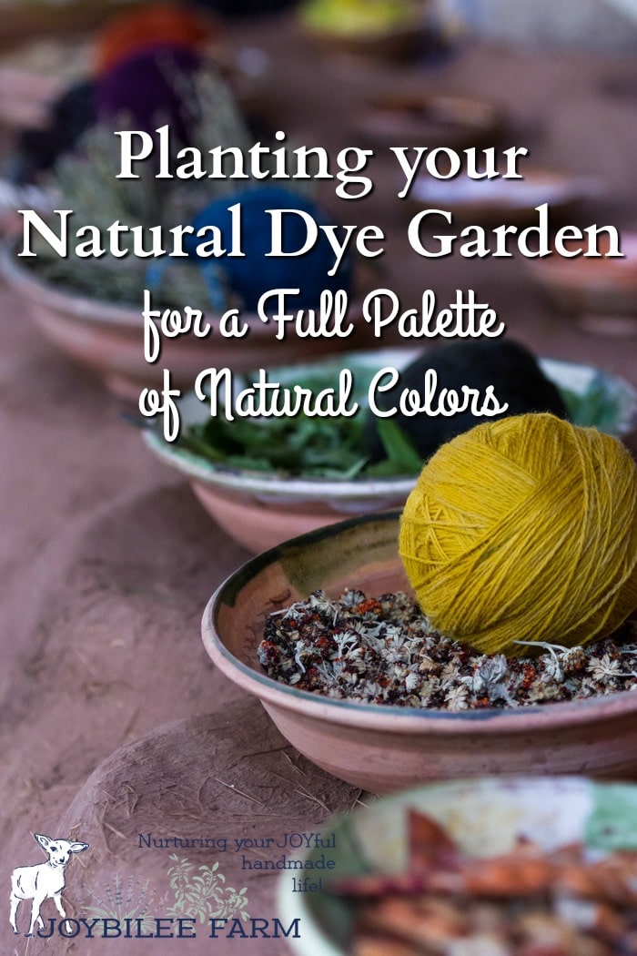 A natural dye garden will give you eco-friendly, natural dye pigments for textiles, knitting yarns, soap making, and even artist paints and pastels and children's art supplies. This year, put aside a portion of your garden, that you normally dedicate to flowers and herbs, to plant a rainbow of natural dye plants. Many common medicinal herbs are also traditional dye plants