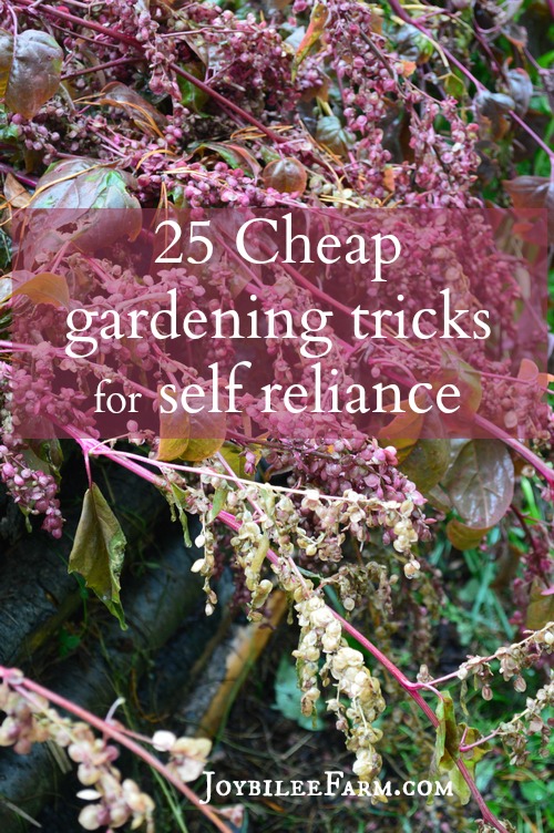 orach plants in seed with the text 25 Cheap Gardening Tricks for Self-Reliance