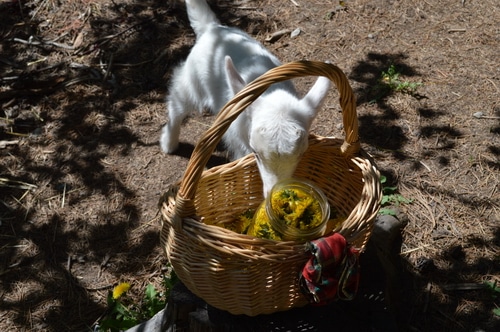 Dandelions in a basket with a white goat nearby