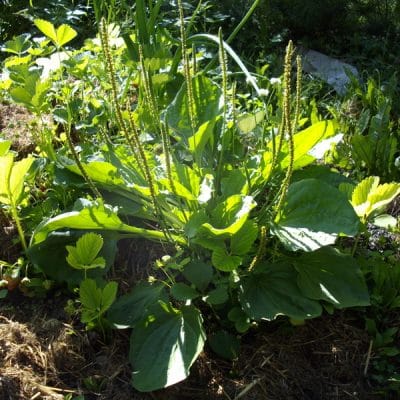 10 Wild Weeds and Greens to Eat