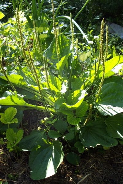 Before the days of vitamins, multinational drug/chemical companies, and factory farming, homesteaders headed out to the woods and fields as soon as the spring turned to gather tender wild greens to eat. 