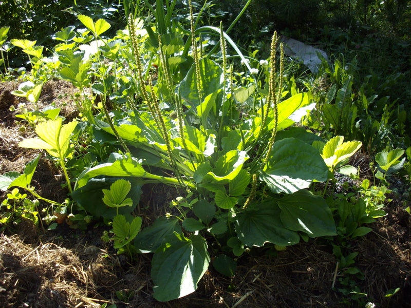 a broad leaf Plantain plant, a useful wild green and herb