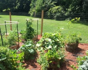 5 tips for organic gardening