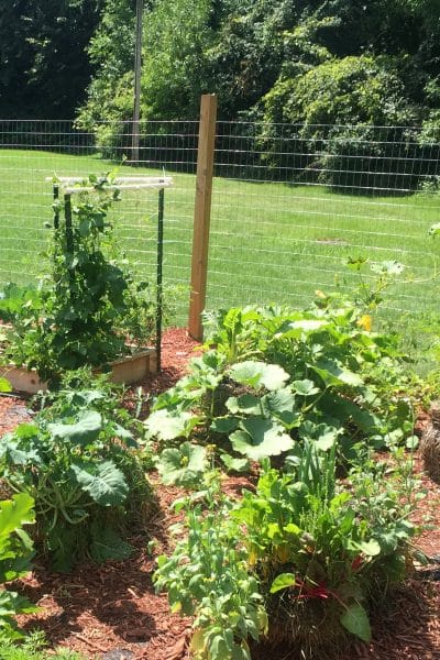 Plants growing in a garden