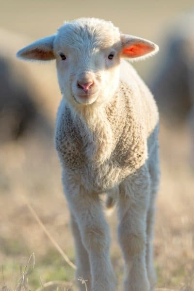 cute little lamb on fresh spring green meadow during sunrise