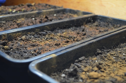 Narrow seedling starting trays filled with potting soil and topped with cinnamon to prevent damping off disease as the seeds sprout