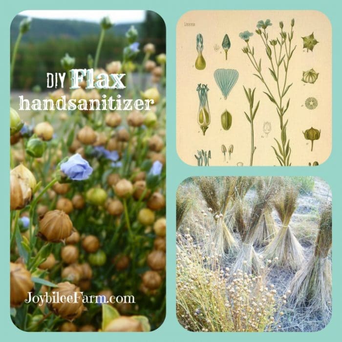collage of three images, flax seed heads and flowers, old diagram of flax, and flax in a field