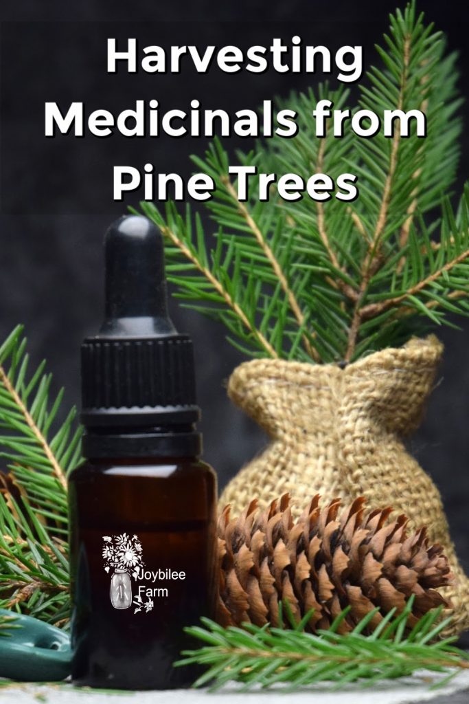 How to Harvest Pine Resin and Use it to Make a Salve