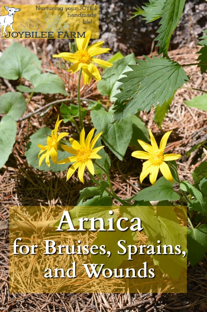 Arnica montana is one of the very best herbal remedies for bruises, sprains, and strains. Here's how to identify arnica in the wild and use it for herbal remedies.
