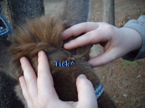 A tick on a llama's head