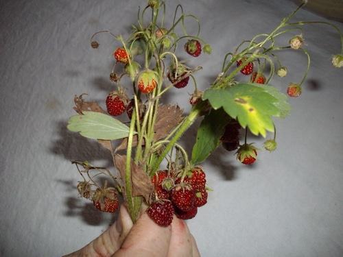 sprigs of Wild Strawberries held by hand