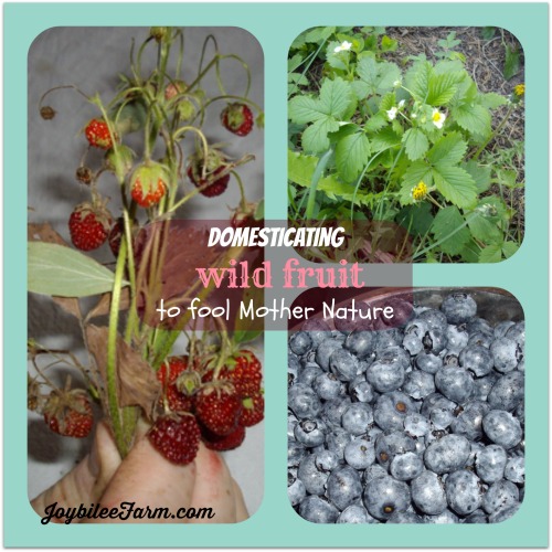 a collage of examples of wild fruit including two wild strawberrie sets and blueberries - Domesticating Wild Fruit - Joybilee Farm
