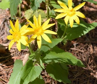 Arnica Montana for Bruises, Sprains, and Wounds