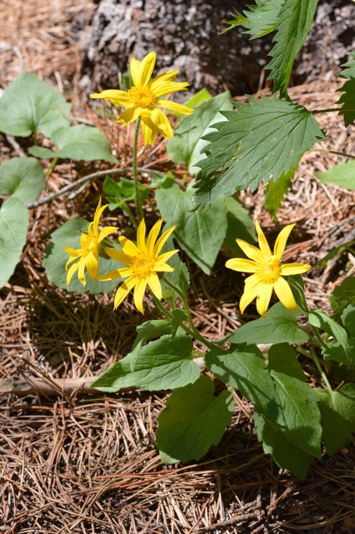 Arnica montana is one of the very best herbal remedies for bruises, sprains, and strains. Here's how to identify arnica in the wild and use it for herbal remedies.