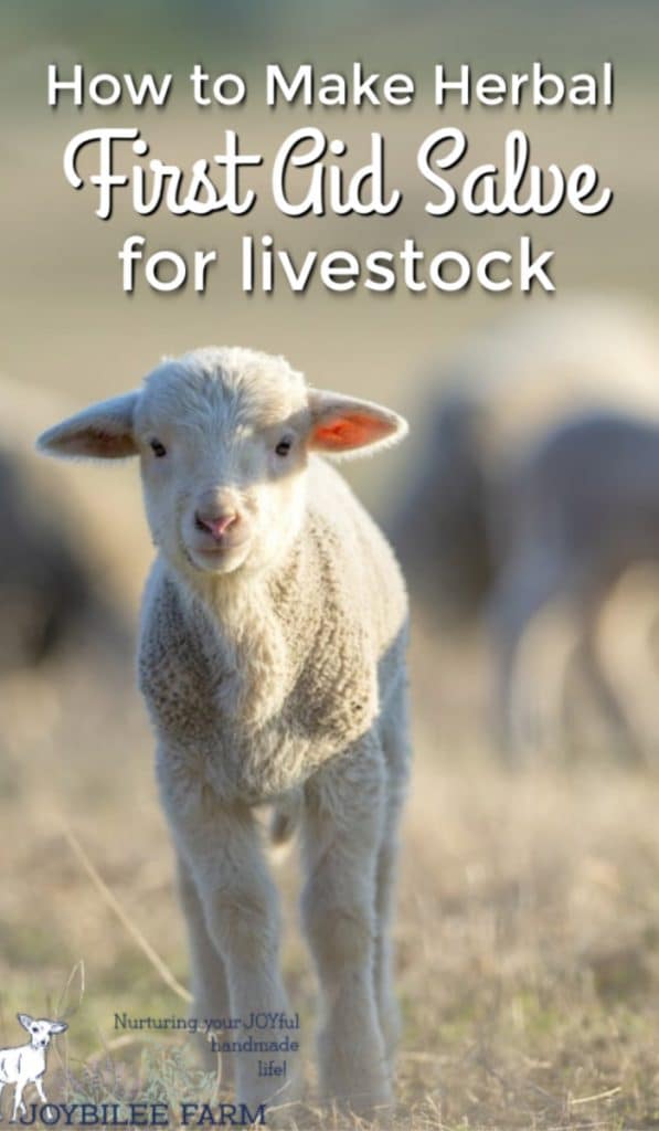 lamb on pasture with text overlay - how to make herbal first aid salve for livestock