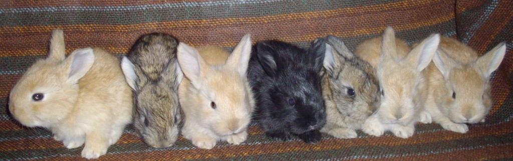 3 week old angora rabbits in torte, chestnut, and black