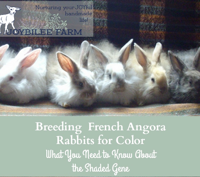 Understanding Angora rabbit genetics so you can breed for the colours you want,...The Shaded gene