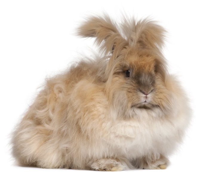 treat sore hocks - angora rabbit